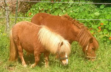 Sondela Self Catering - Foto 31