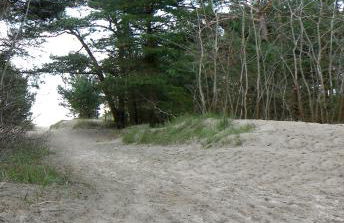 Ferienhaus Rubin mit Sauna und Kamin, Reetdachhaus am Walde - Foto 12