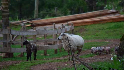 Chácara paraíso dá paz - Foto 4