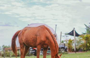 Esphera Glamping - Gravataí - RS - Foto 119