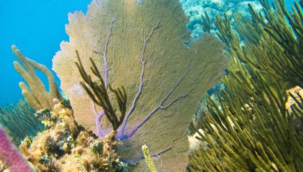 Escursione a Tulum e Akumal + Snorkeling al cenote maya - Foto 2