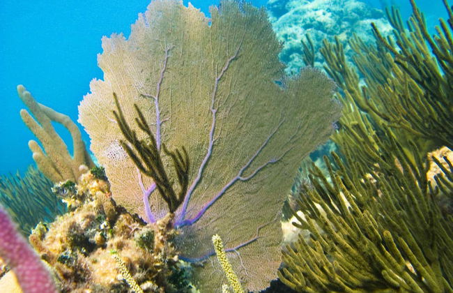 Tulum & Akumal Day Trip + Snorkelling in a Maya Cenote - Photo 2