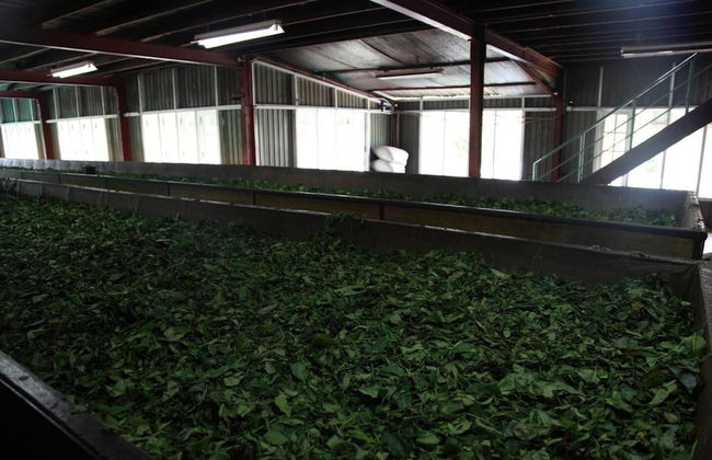 Explore Central Srilanka - Foto 25