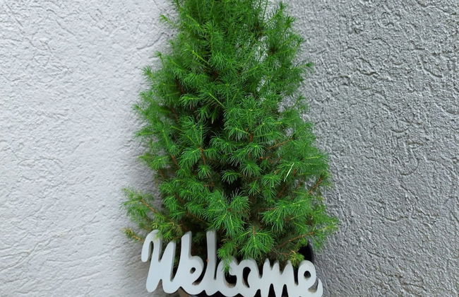 Feels like Home - Foto 2