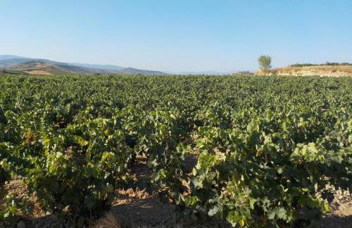 El Lagar De ElCiego - Foto 56