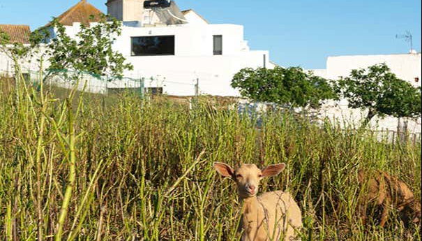 Visita guiada por el barrio de la Villa - Foto 5
