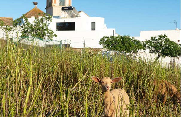 Visita guiada por el barrio de la Villa - Foto 5