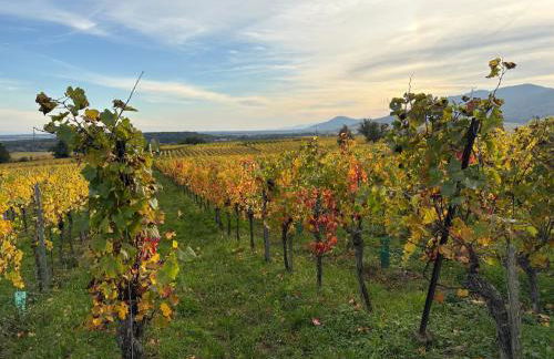 Gîte du Fronholz - Maison alsacienne avec jardin et service traiteur - Foto 43