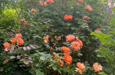 Komfort Maisonettewohnung - Foto 48