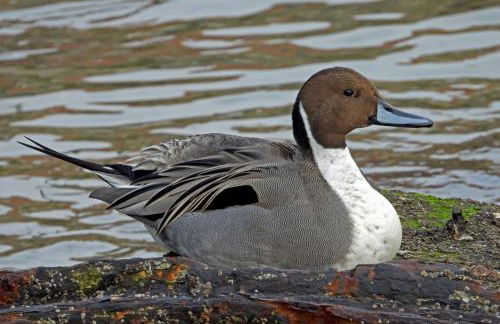 As Barxas Playa - Foto 39