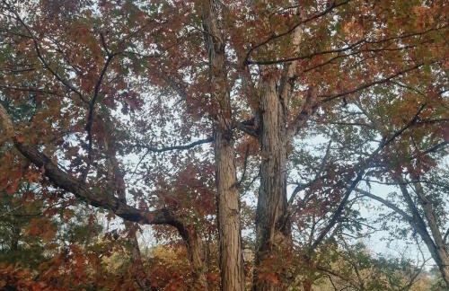 3BR Pet Friendly Cottage Mathias WV - Foto 42