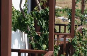 Maestralia - Photo 18