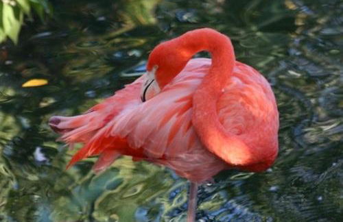 Amazing 4 Bedroom Vacation Home in The Villages of Crystal Lakes - Foto 48