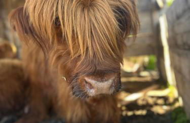 Da MammaMimma - Foto 29