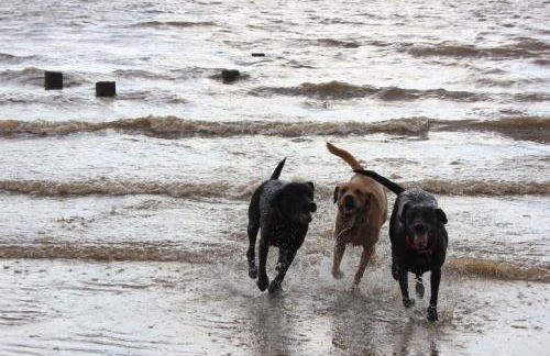 Hunny Hideaway, Hunstanton - dog friendly haven by the sea - Foto 30