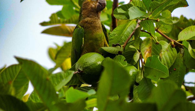 Parrot in the landscapes of Villavicencio