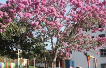 Paraíso particular á 5 min da praia da Bacutia - Foto 7