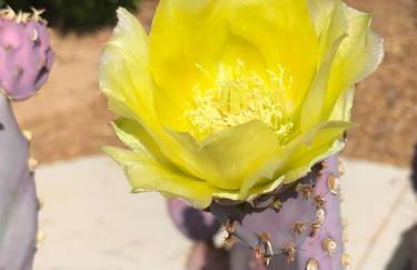 The Triple Palms - Foto 36