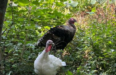 Aveiro Maias Village - CASA DA ROSA - Foto 11