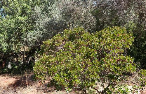 JB - Monte João Moleiro With Shared Pull - Photo 72