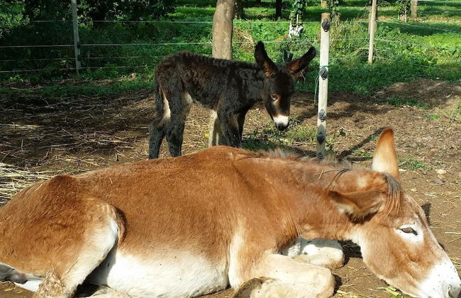 Casale Della Pergola Eco-friendly by the sea - Foto 37