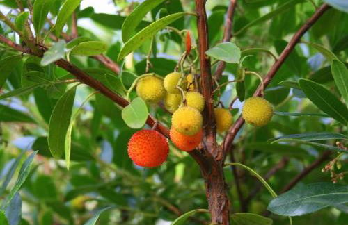 Holiday Home Ländliche Finca Casa da Rocha by Interhome - Foto 46