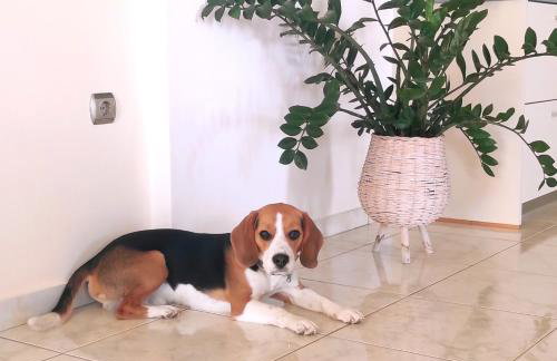 Apple home Detached house in sunny Ierapetra - Foto 18