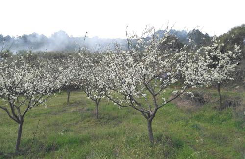 Apartamentos Rurales Tierras de Granadilla - Foto 19