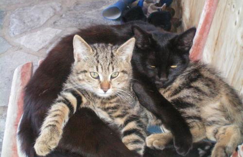 Schweiggerhof -Agriturismo- Farm Holidays - Foto 29