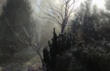 Żurawisko - Domki wśród natury - Foto 30