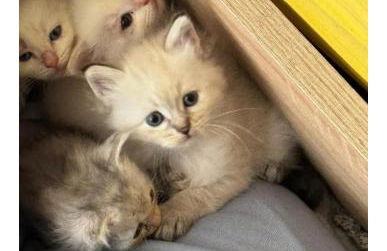 Bienvenue à la ferme - Foto 12