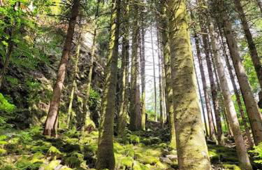 Ferienwohnung Schwarzwaldblick - Photo 27