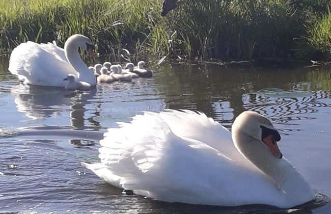 Modern Chalet Near Lake Sneek - Foto 27