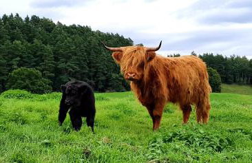 Siedlisko Przy Lesie Alpaka 3 - Foto 30