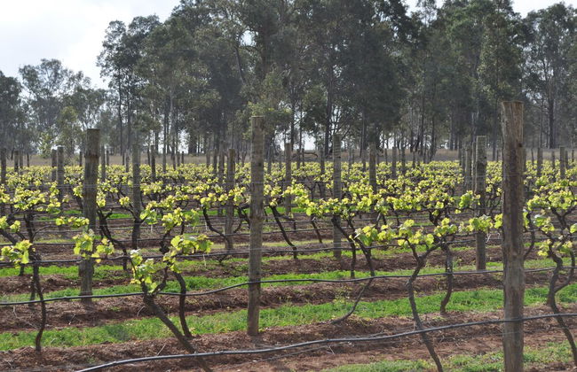 Bracken Ridge Villas - Foto 44