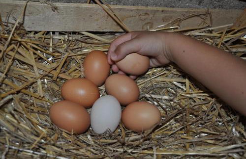 Farm stay Il Carro del Colle - Foto 20