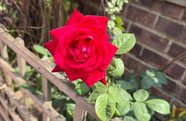 Rose cottage, Central, Amazing Cathedral view, Iconic pastel street - Foto 44