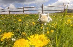 Pastelova Krova - domki w Bieszczadach - Foto 56