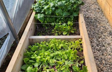 Solas Alainn - Foto 35