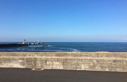 Estrelícia - Foto 35