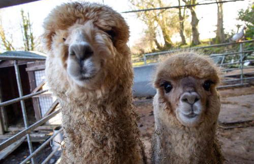 Y Boidy Bach - Photo 30