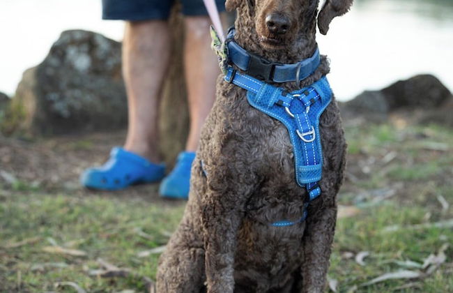Reflections Ferry Reserve - Holiday Park - Photo 41