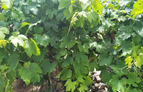 Apartments Nevija - Foto 38