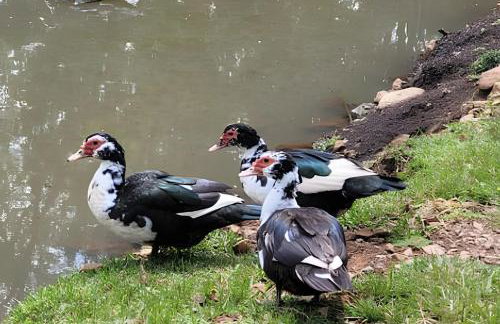 Cabana Pequeno Bosque som dás Águas - Foto 40