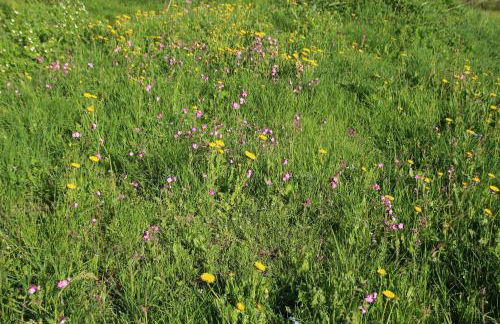 Apartman Mitterdorf Almberg 7 - Foto 20