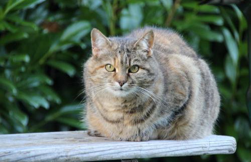 Zauberhaftes Gästehaus/Ferienwohnung Am Tiefenbach - Foto 29
