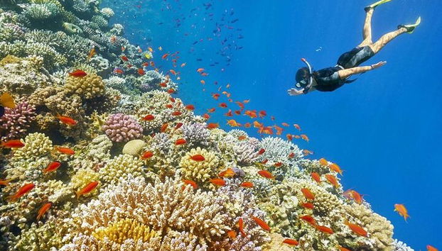 Snorkeling compartilhado de dia inteiro nas Ilhas Hamata saindo de Marsa Alam - Foto 2