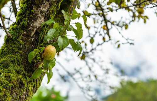Alba's Home Pieve di Cadore - Foto 6