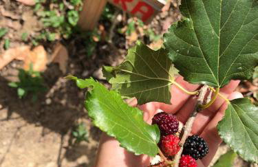 Chalé Suíço - Chalés Belo Monte - Sítio Belo Monte - Foto 30