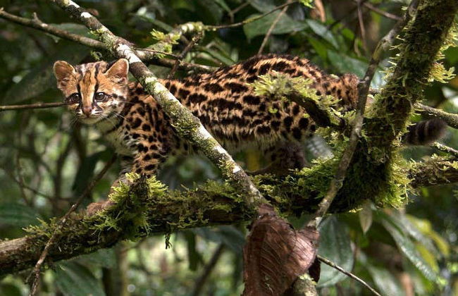 Yanachaga Chemillén National Park Hike - Photo 1